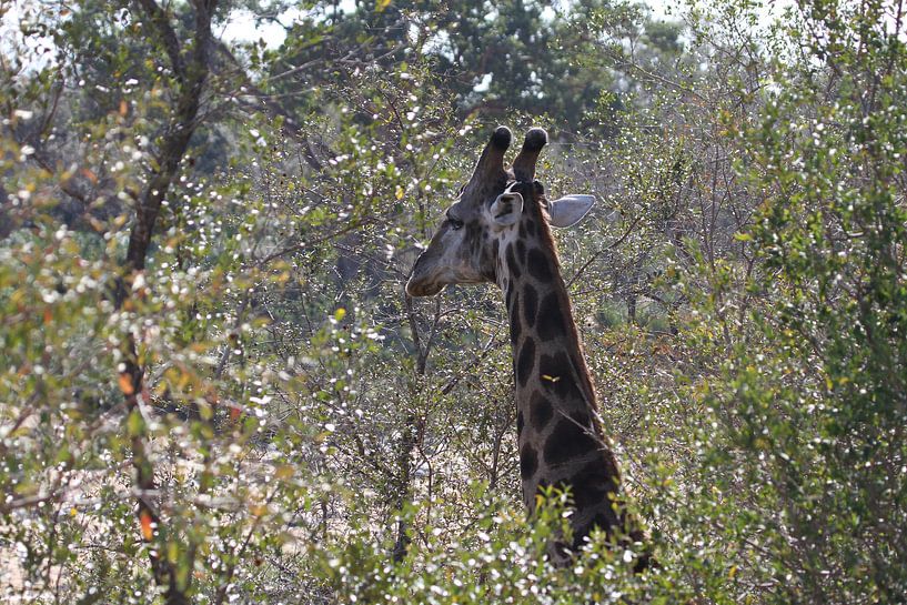 Zuid Afrikaans giraffe van Jeroen Meeuwsen