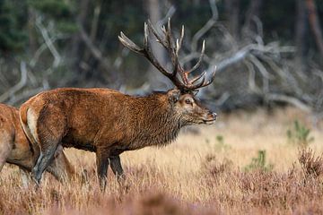 Edelhert van Ivo Z natuurfotografie