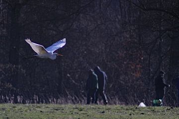 Overflying egret by Michel Zwart