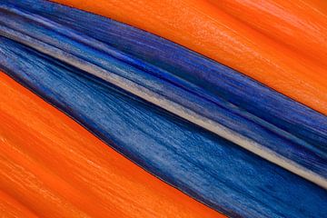 Orange and Blue 2 van Colors of the Jungle by Simon Kuyvenhoven