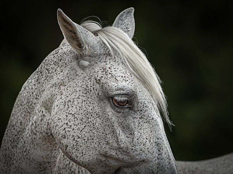 Elegant and kind by Irene Ruysch fotografie