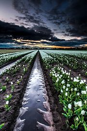 Dutch tulip fields by AGAMI Photo Agency