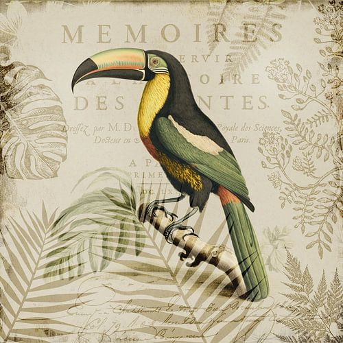 Nostalgie van de toekan