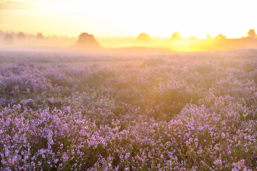 Lever de soleil dans un paysage de landes avec des bruyères en fleurs par Sjoerd van der Wal Photographie