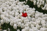 red flower in the middle of red tulips van Elly Wille-Neuféglise thumbnail
