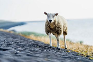 Un mouton sur la plage près de la mer des Wadden