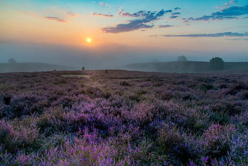 Heideveld bij zonopkomst