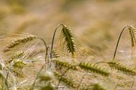 Graan in het zonlicht by ton vogels thumbnail