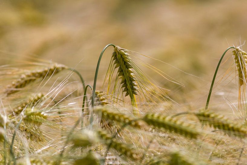 Graan in het zonlicht by ton vogels