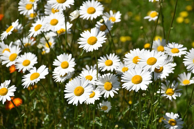 A flowering daisy field by Claude Laprise