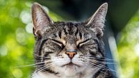 Pixel, de huiskat.