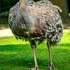 Das Emu von Photoart-Naegele