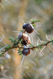 Swollen thorns of the acacia by Bärbel Severens