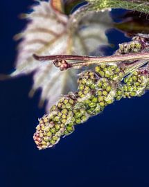 Ontluikende druiventros von Harrie Muis