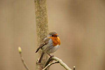 Small jaunty Robin. by Wendy Hilberath