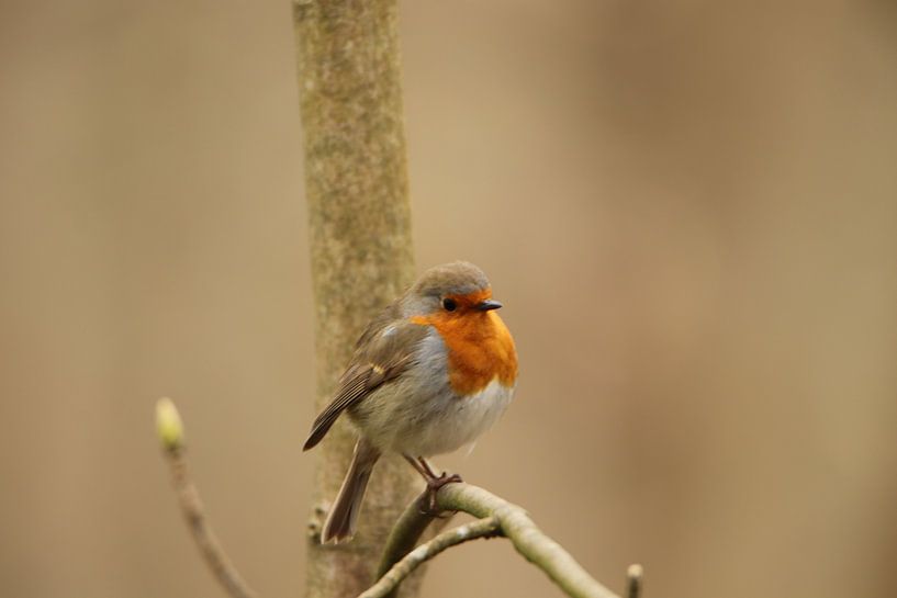 Small jaunty Robin. by Wendy Hilberath