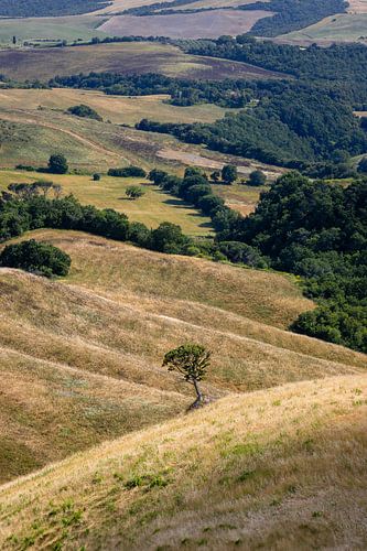 Lone tree on a Tuscan hillside