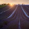 Rêves de lavande au coucher du soleil à Valensole sur Roy Poots