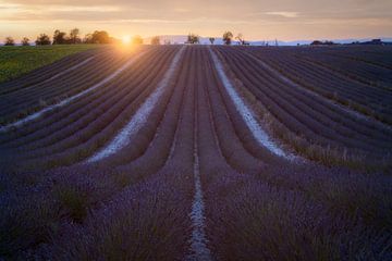 Lavender dreams at Sunset in Valensole by Roy Poots
