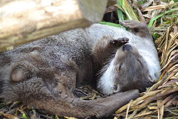 Europese otter ligt in het gras van Barry Randsdorp