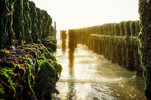 Green breakwaters in Gold Light
