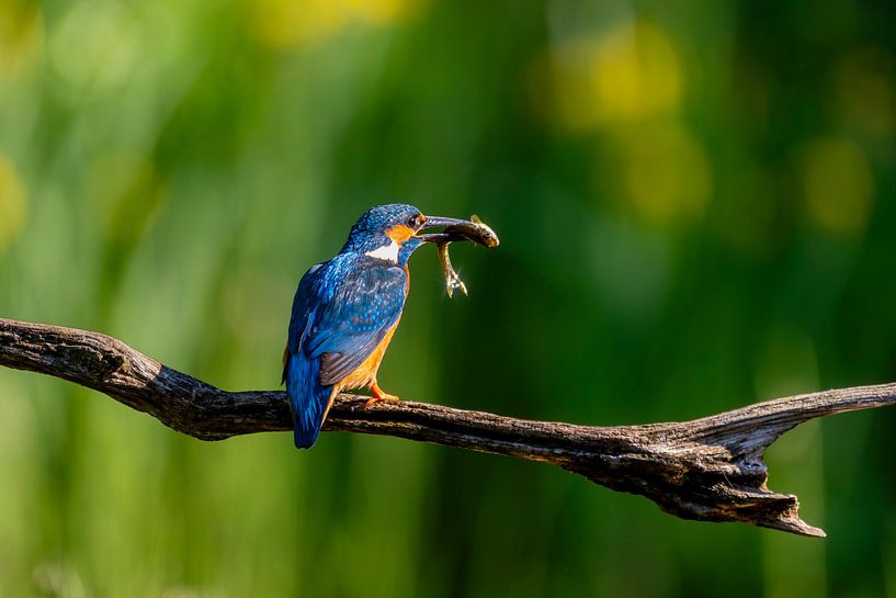 Eisvogel mit Brillantfisch von Jack's Eye