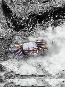 The magic of the iridescent Crab
