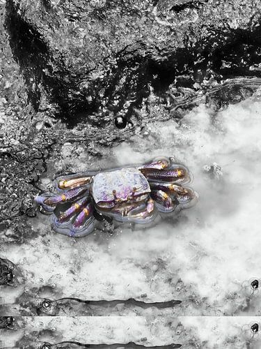 La magie du crabe irisé