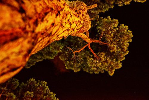 Pine in the night