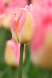 Journée au Keukenhof