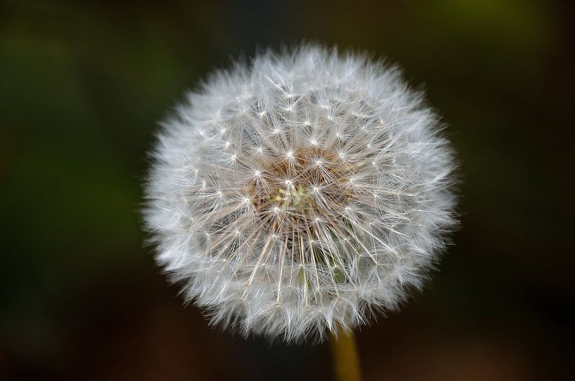 Dandelion by Henk Meima