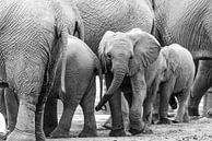 Baby olifant tussen de volwassenen in zwart wit | Wildlife Natuurfotografie Afrika van Monique Tekstra-van Lochem thumbnail