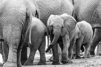 Baby elephant among adults in black and white | Wildlife Nature Photography Africa