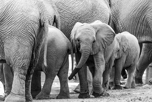 Baby olifant tussen de volwassenen in zwart wit | Wildlife Natuurfotografie Afrika