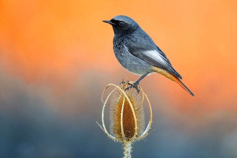 Black Redstart (Phoenicurus ochruros gibraltariensis) by Beschermingswerk voor aan uw muur