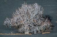 Vijgeboom in de winter op de lavagrond van Lanzarote von Harrie Muis Miniaturansicht
