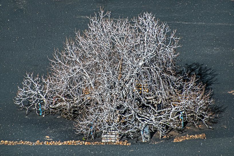 Vijgeboom in de winter op de lavagrond van Lanzarote von Harrie Muis