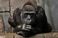 Pose pensif, la main soutient sa tête. Femme gorille anthropoïde singe. Un symbole de rationalité co par Michael Semenov Aperçu