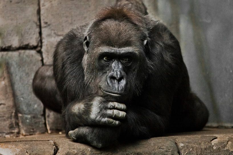 Pose pensif, la main soutient sa tête. Femme gorille anthropoïde singe. Un symbole de rationalité co par Michael Semenov