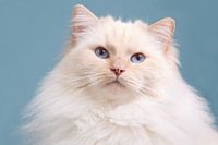 Ragdoll 'lovely blue'