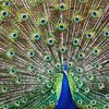 Pfau von FrankB-Fotografie
