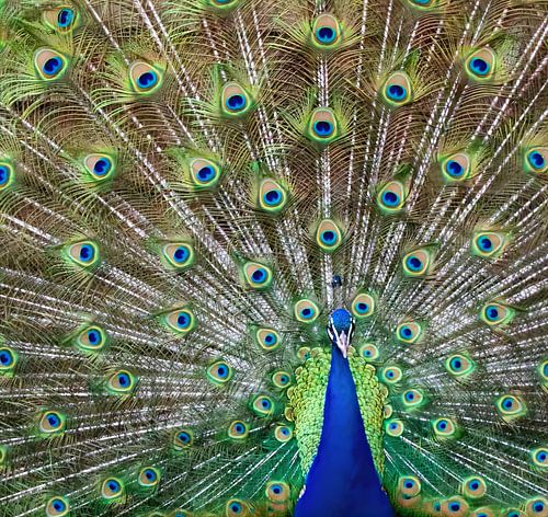 Pfau von FrankB-Fotografie