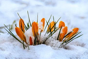 Gele krokusbloesems in de sneeuw van ManfredFotos
