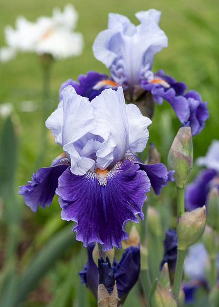 Schwertlilien, Iris barbata von Alexander Ludwig
