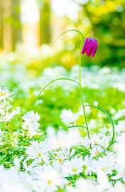 Flower dreamy by Martijn Bruins