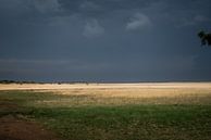 The Great Karoo by Theo van Woerden thumbnail