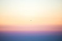 Möwe am Morgen