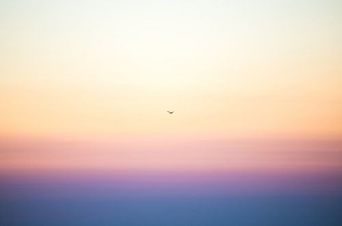 Seagull in the morning