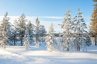 Snow on trees Lapland