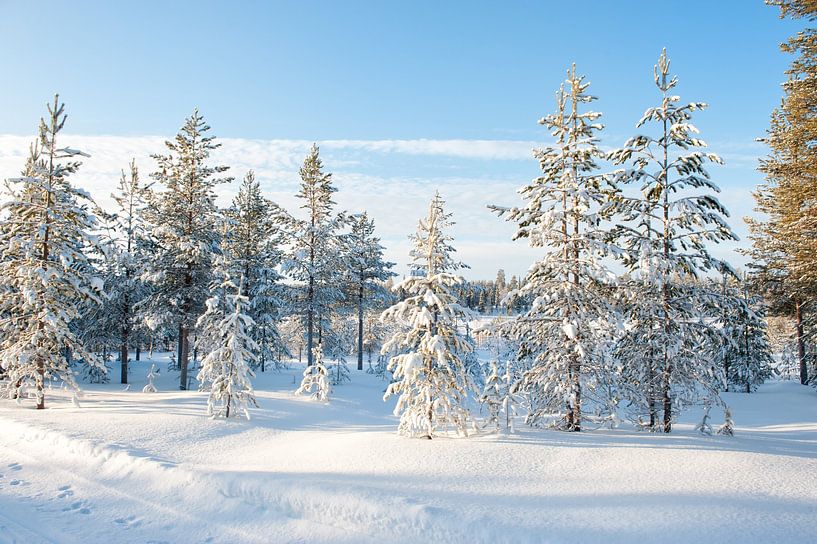 Neige sur les arbres en Laponie par Rene du Chatenier